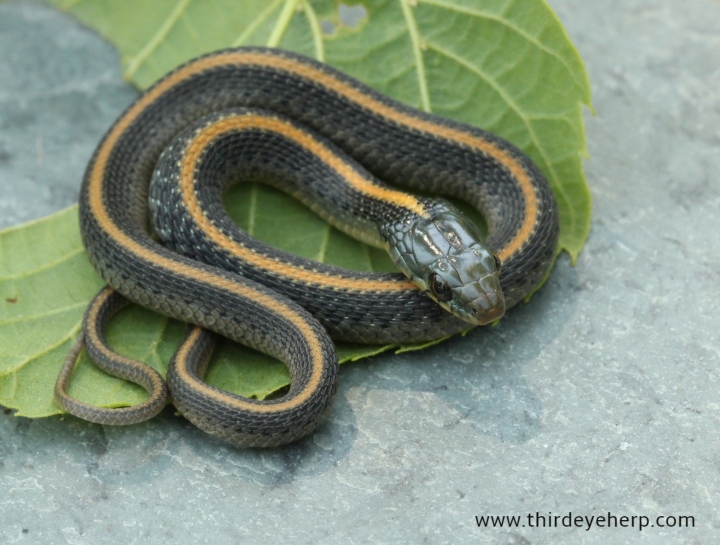 Santa Cruz Garter Snake
